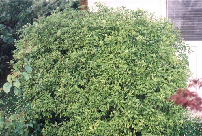 Plant photo of: Pittosporum tenuifolium