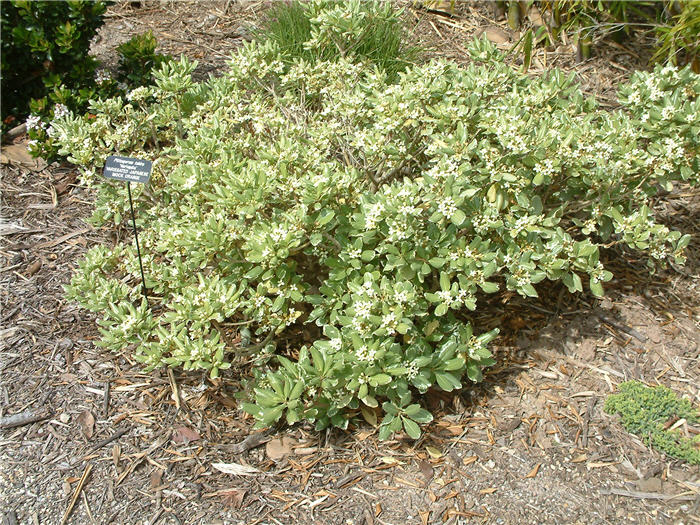 Pittosporum tobira 'Variegata'