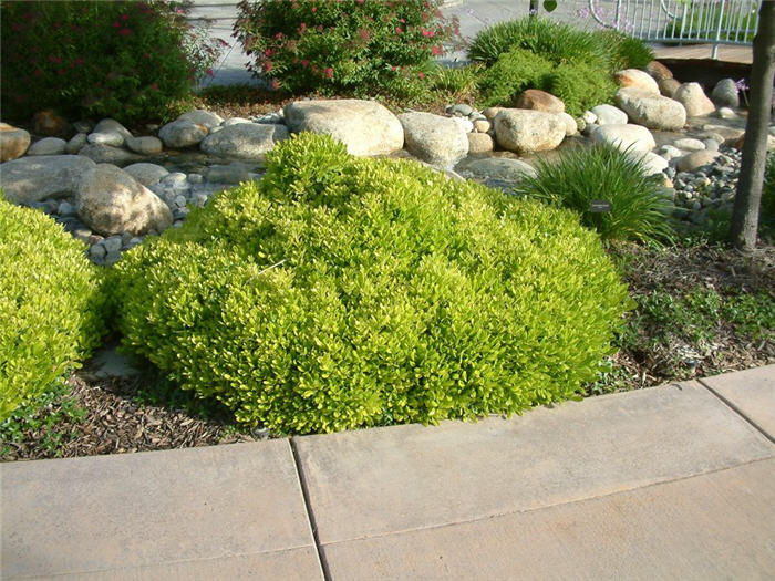 Plant photo of: Pittosporum tobira 'Wheeler's Dwarf'