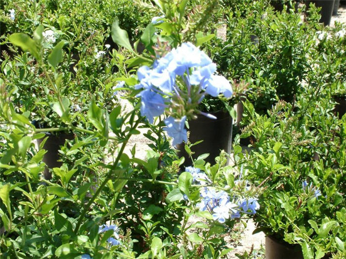 Plumbago auriculata