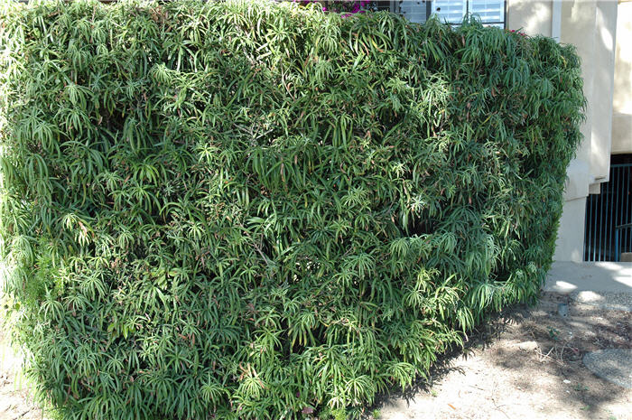 Podocarpus macrophyllus