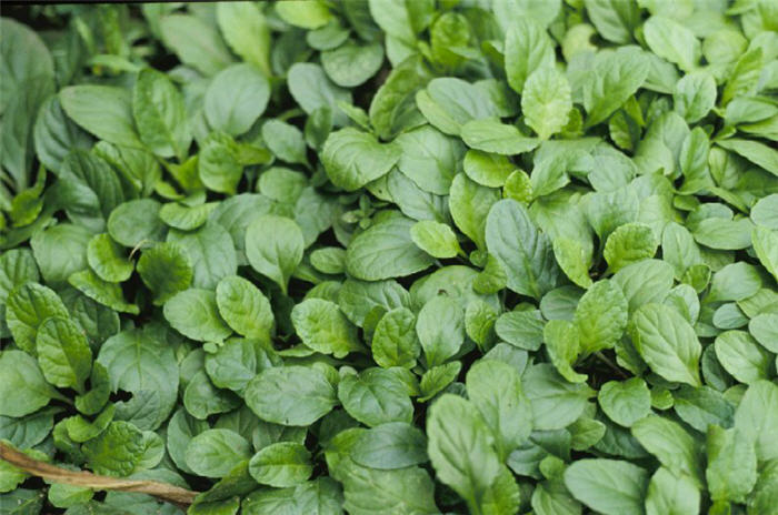 Ajuga reptans