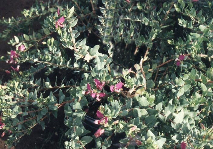 Plant photo of: Polygala X dalmaisiana