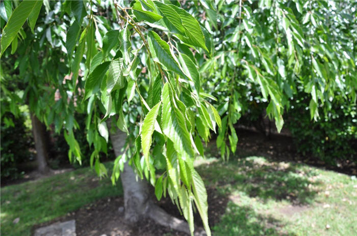 Plant photo of: Prunus ilicifolia ssp. lyonii