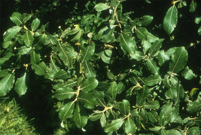 Salix caprea