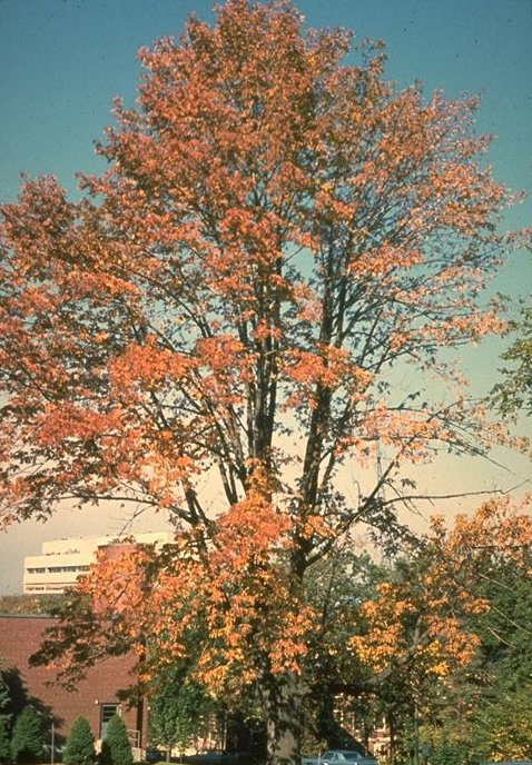 Fraxinus americana