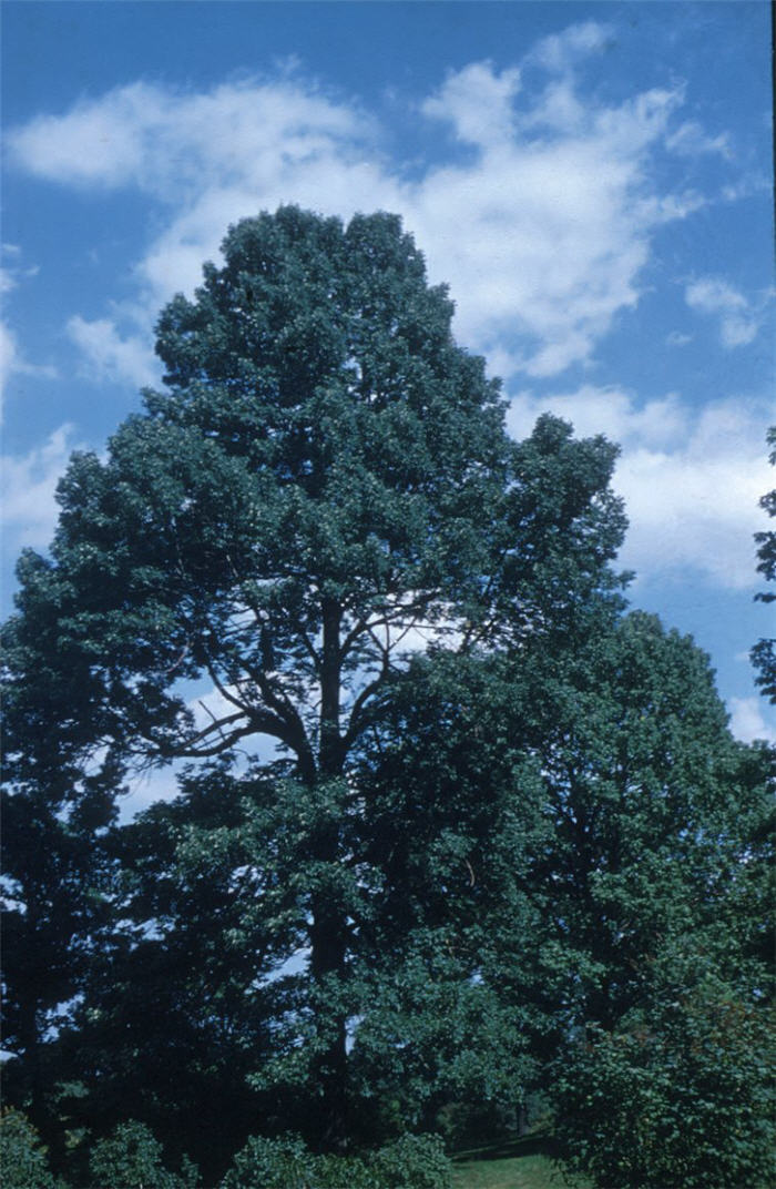 Plant photo of: Fraxinus americana