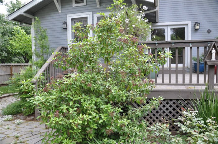 Viburnum tinus