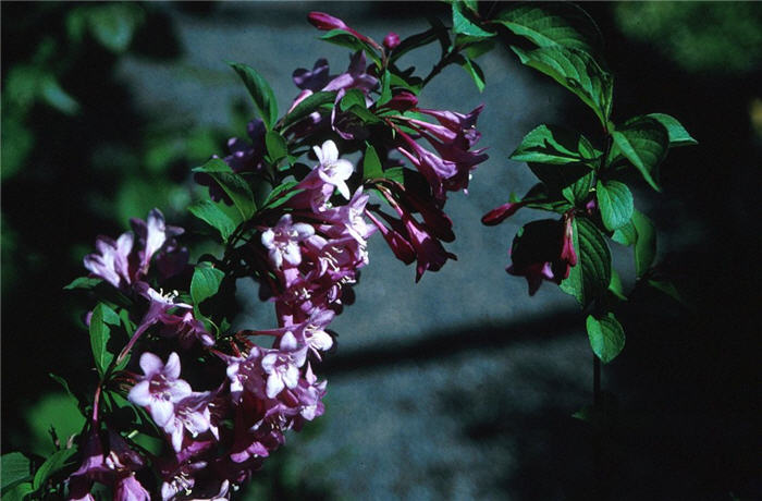 Oriental Weigela