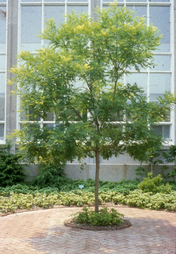 Plant photo of: Sophora japonica