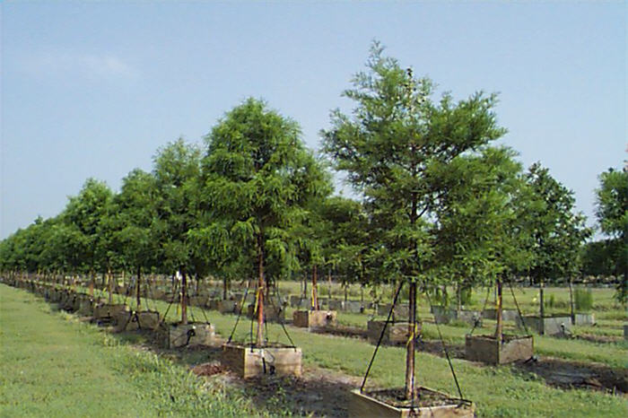 Plant photo of: Taxodium distichum