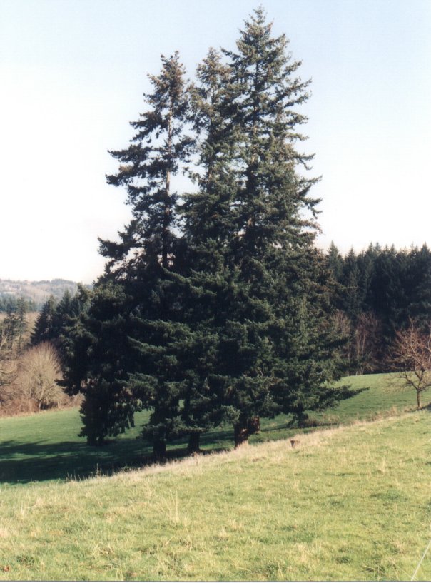 Pseudotsuga menziesii