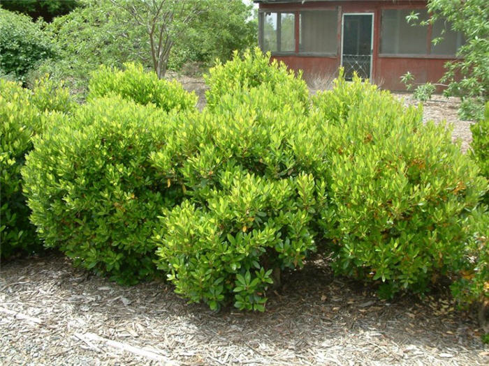 Arbutus unedo 'Compacta'