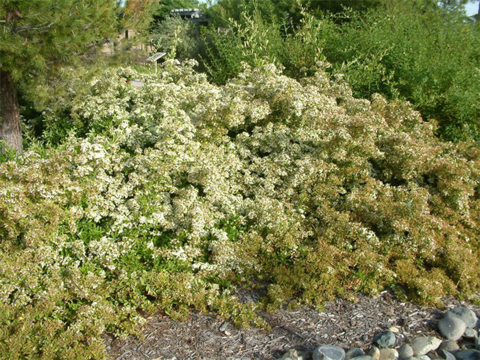 Plant photo of: Pyracantha koidzumii 'Santa Cruz'