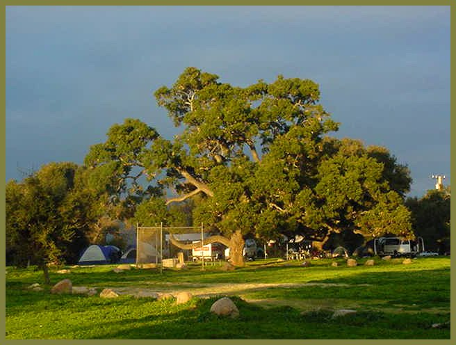 Coast  Live Oak