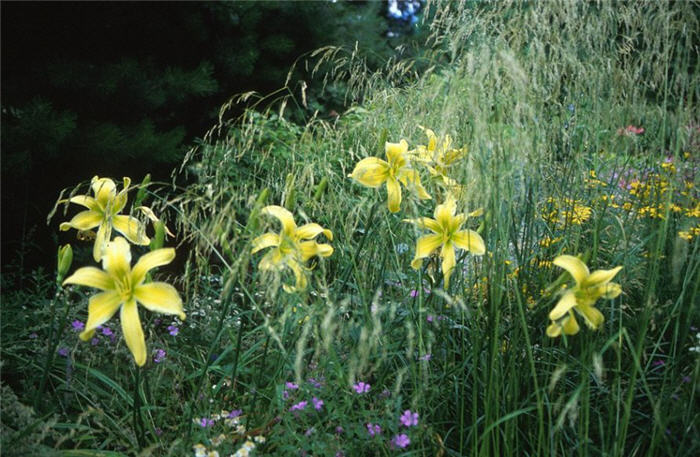 Deschampsia cespitosa