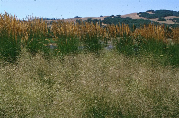 Plant photo of: Deschampsia cespitosa