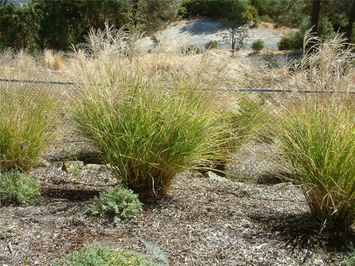 Plant photo of: Miscanthus sinensis 'Gracillimus'