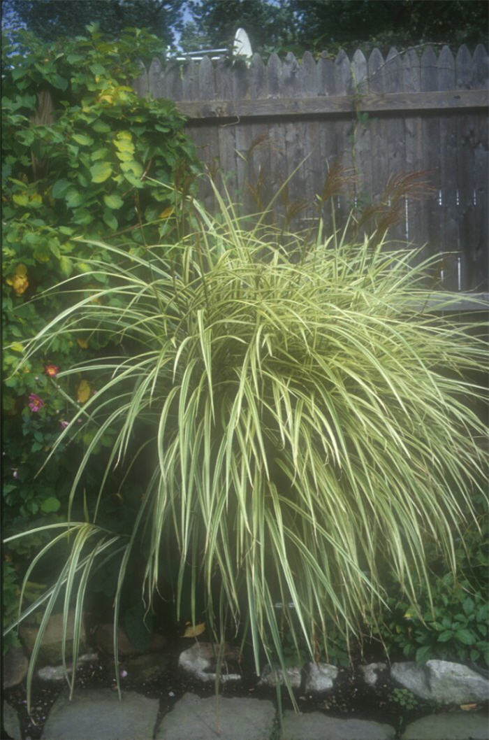 Plant photo of: Miscanthus sinensis 'Variegatus'