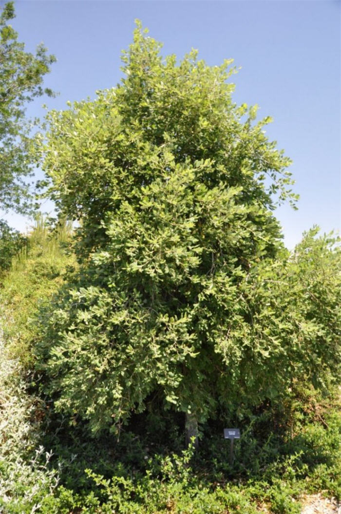 Quercus suber