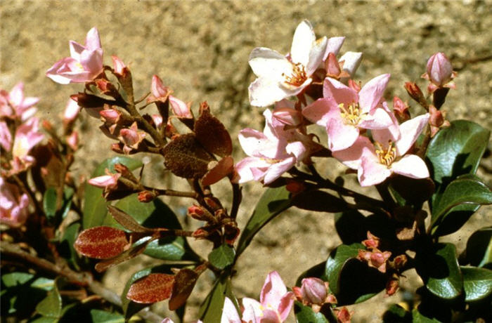 Plant photo of: Rhaphiolepis indica 'Indian Princess'