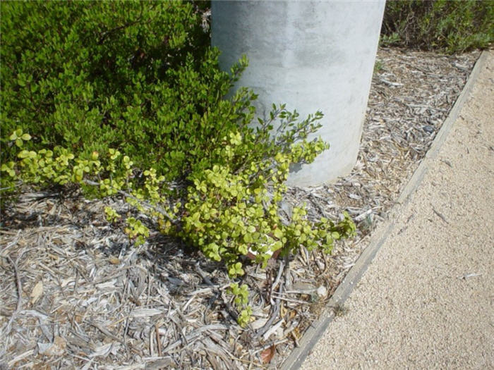 Ribes viburnifolium