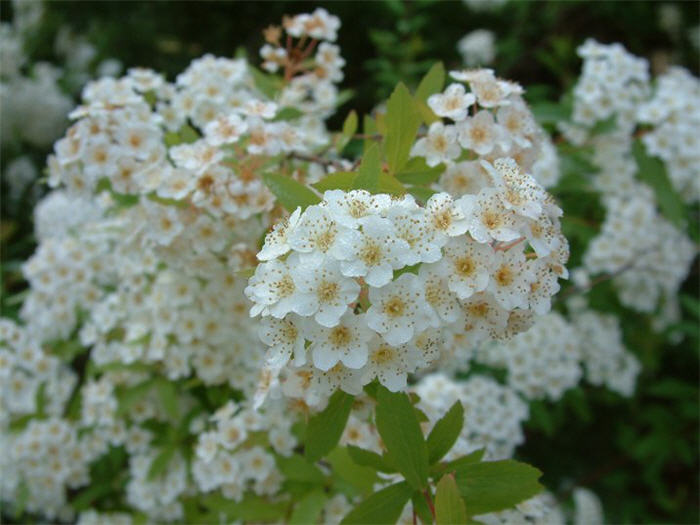 Plant photo of: Spiraea X vanhouttei