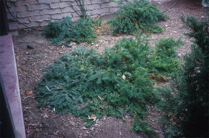 Plant photo of: Taxus baccata 'Repandens'