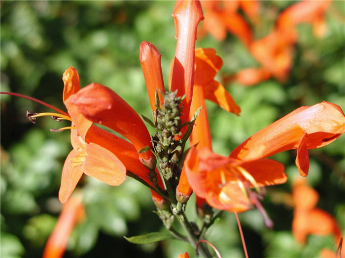 Plant photo of: Tecoma capensis