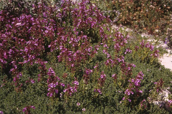 Plant photo of: Teucrium X lucidyrs