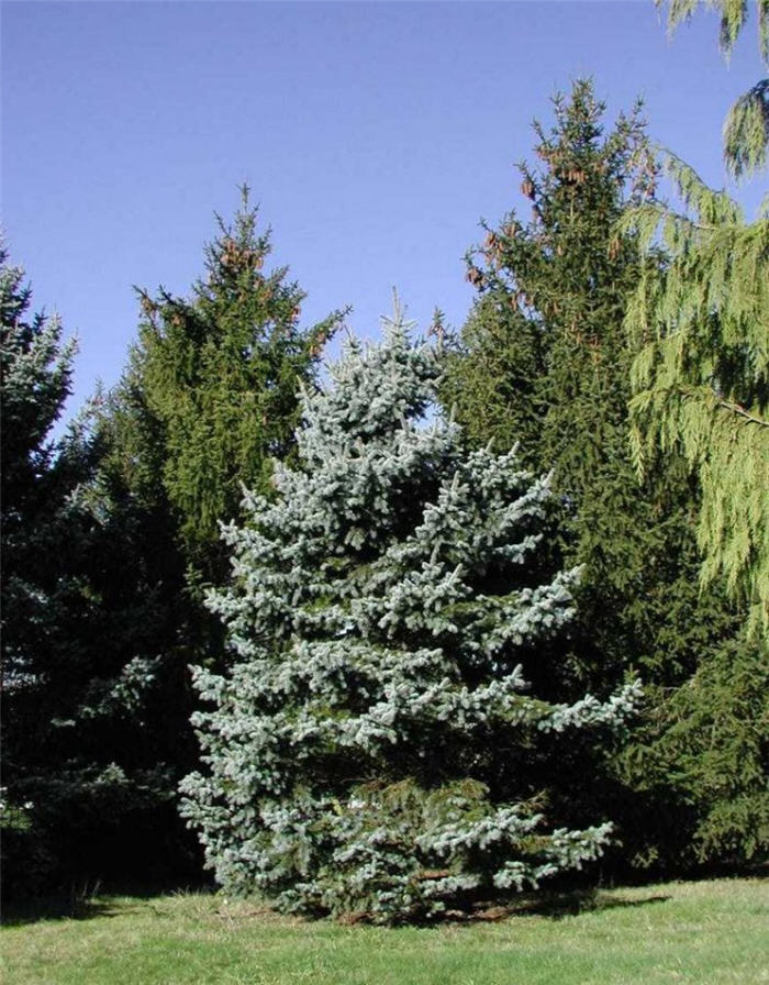 Picea pungens glauca