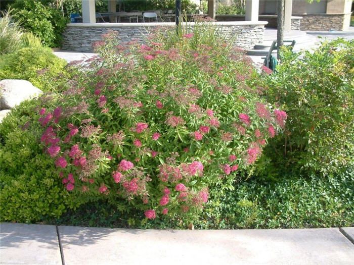 Spiraea japonica  'Anthony Waterer'