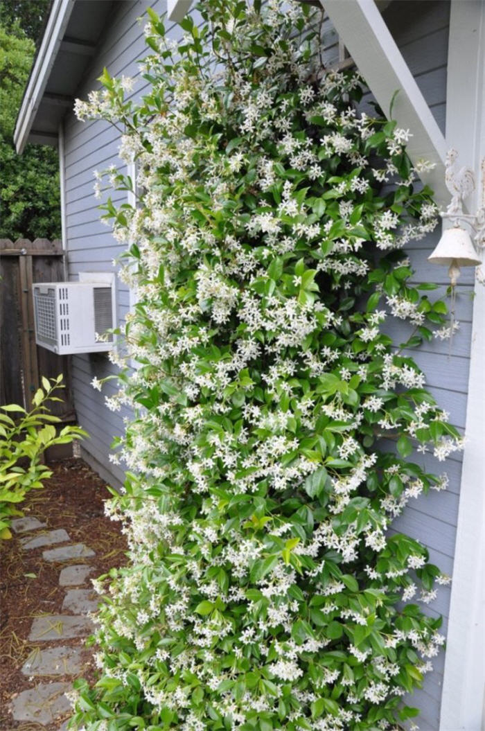 Plant photo of: Trachelospermum jasminoides