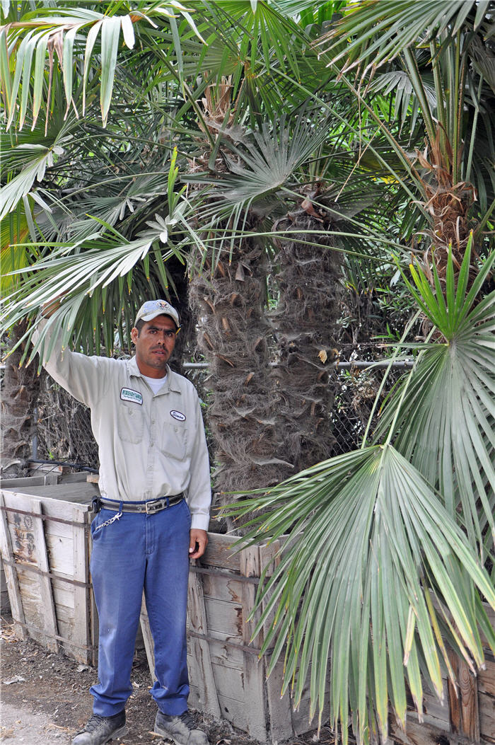 Plant photo of: Trachycarpus fortunei