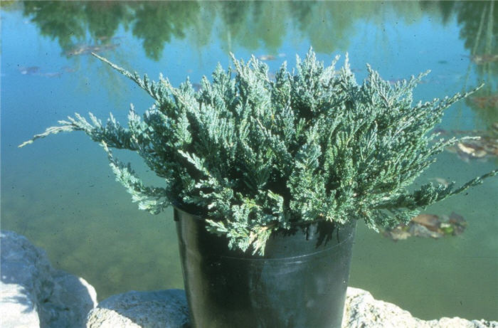 Blue Chip Ground Cover Juniper