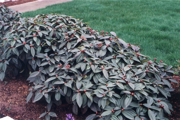 Viburnum davidii