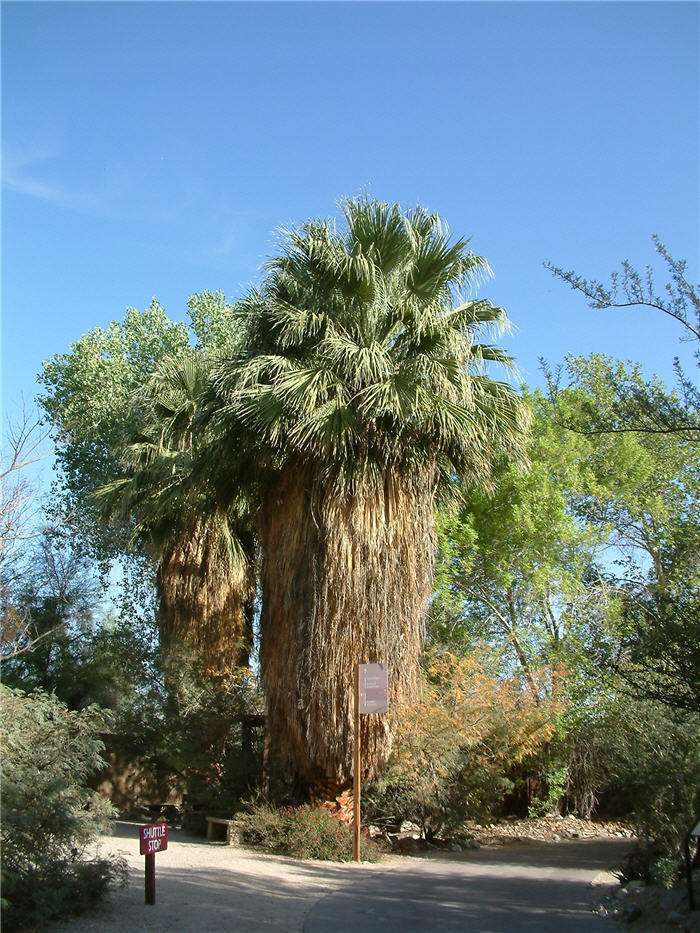 Plant photo of: Washingtonia filifera