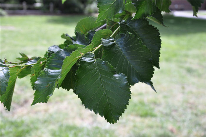 Plant photo of: Zelkova serrata