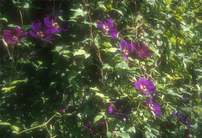 Plant photo of: Clematis hybrids 'Jackmanii'