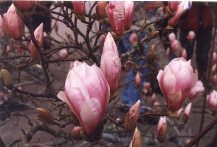 Plant photo of: Magnolia X soulangiana