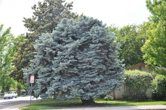 Picea glauca