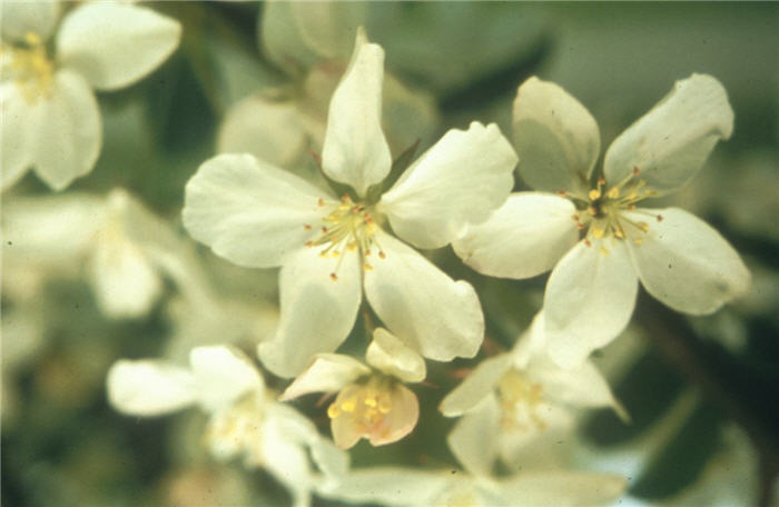 Plant photo of: Malus 'White Angel'