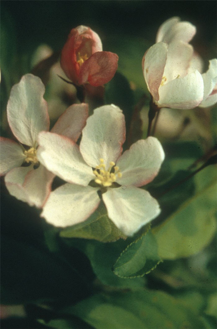 Plant photo of: Malus X arnoldiana