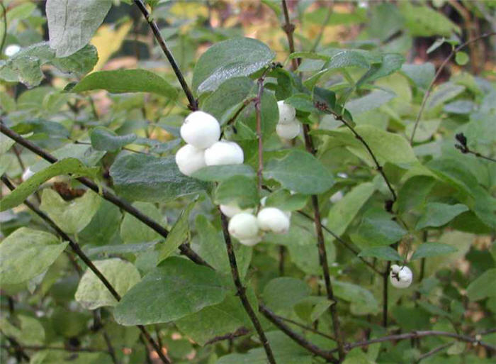 Symphoricarpos albus