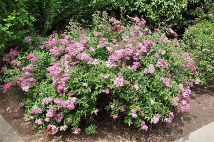 Spiraea japonica 'Little Princess'