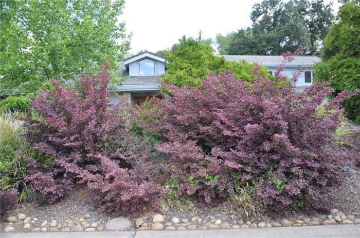 Red-Leaf Japanese Barberry