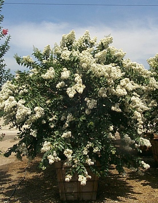 Natchez White Crape Myrtle