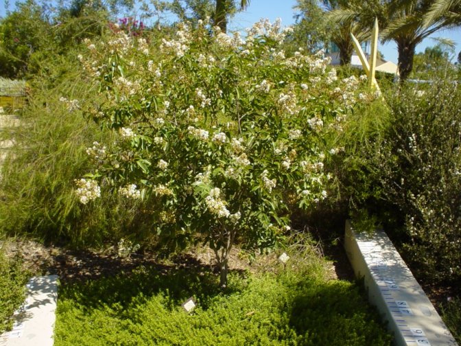 Plant photo of: Lagerstroemia 'Natchez'