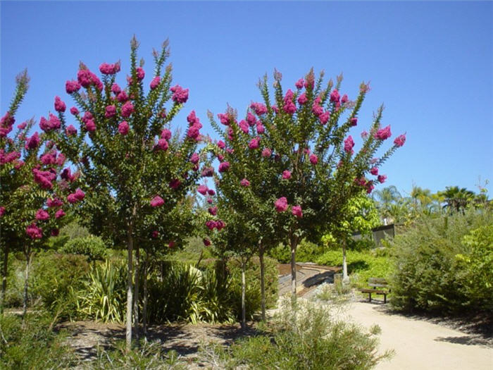 Tuscarora  Deep Pink Crape Myrtle