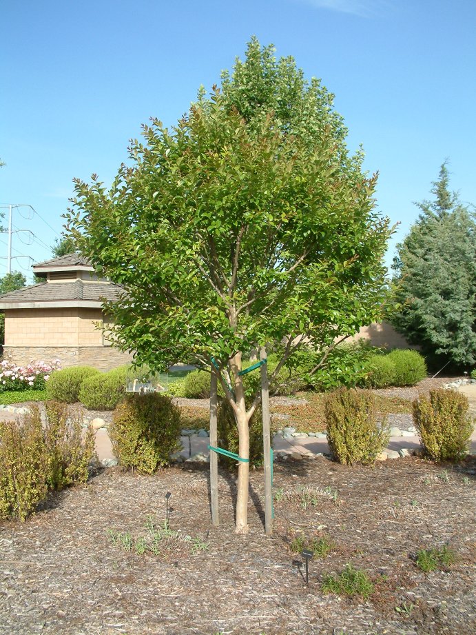 Muskogee Lavender Crape Myrtle